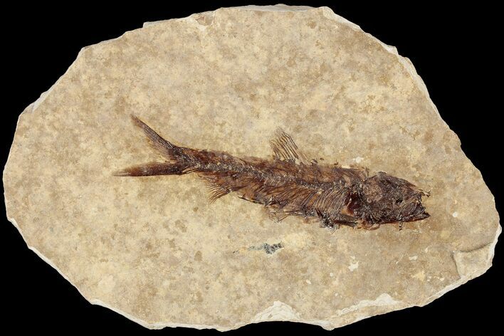 Fossil Fish (Knightia) With Floating Frame Case #181673